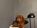 Toy Poodle Kahverengi̇ Red Brown Bebekler Sevi̇mli̇ Ev Bakimi