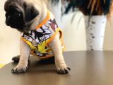 Şhow Kalite Pug Mops