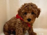 Mini boy puppy kıpkırmızı Red TOOY POODLE 