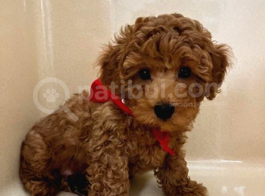 Mini Boy Puppy Kıpkırmızı Red Tooy Poodle 