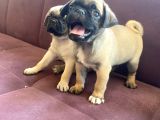 Şhow Kalite Pug Mops