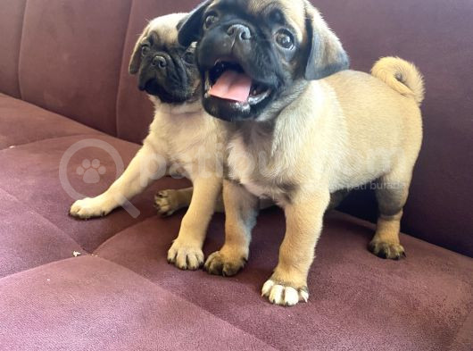 Şhow Kalite Pug Mops görsel