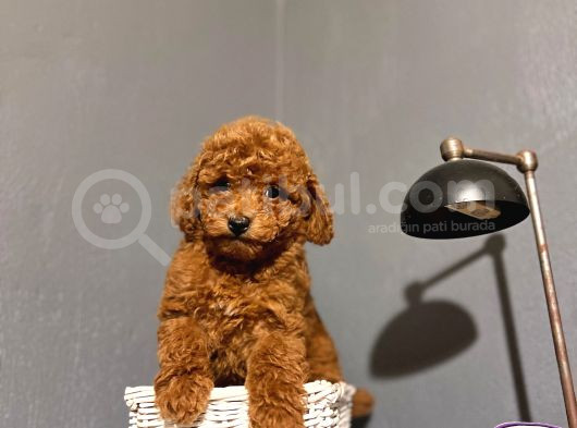 Toy Poodle Kahverengi̇ Red Brown Bebekler Sevi̇mli̇ Ev Bakimi görsel