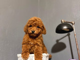 TOY POODLE KAHVERENGİ RED BROWN BEBEKLER SEVİMLİ EV bAKIMI