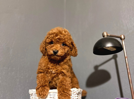 Toy Poodle Kahverengi̇ Red Brown Bebekler Sevi̇mli̇ Ev Bakimi