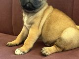 Şhow kalite pug mops