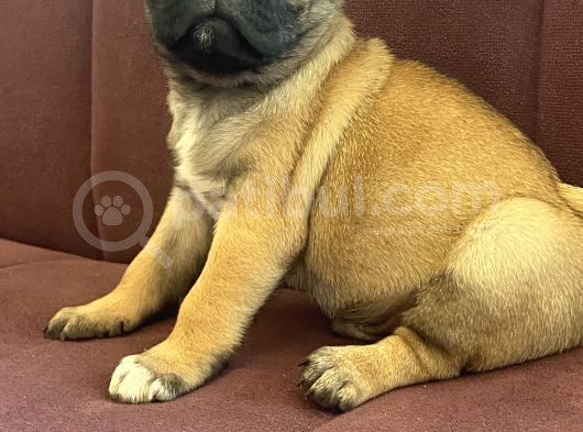 Şhow Kalite Pug Mops