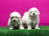 MALTESE TERRİER YAVRUSU