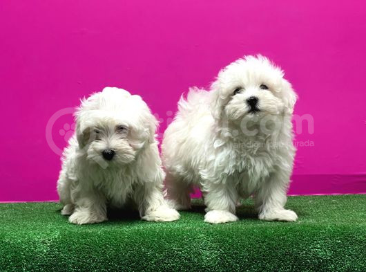 Maltese Terri̇er Yavrusu