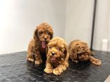 Toy Poodle Kahverengi̇ Red Brown Bebekler Sevi̇mli̇ Ev Bakimi