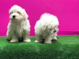 Maltese Terri̇er Yavrusu