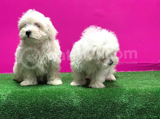 Maltese Terri̇er Yavrusu görsel