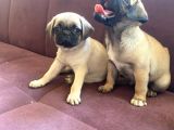 Şhow Kalite Pug Mops