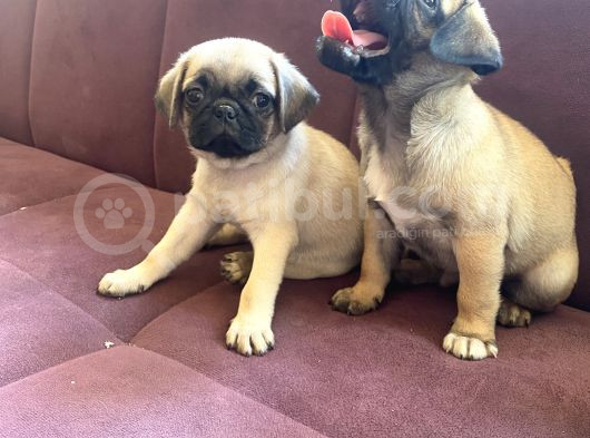 Şhow Kalite Pug Mops görsel