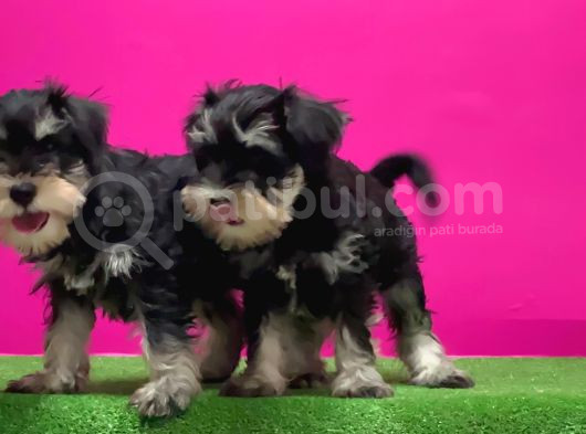 Schnauzer Yavru görsel