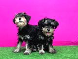 Schnauzer Yavru