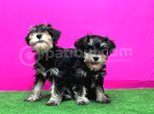 Schnauzer Yavru görsel