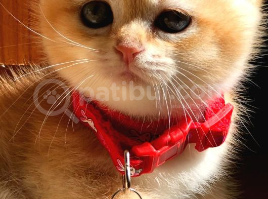 A Kalite Bri̇ti̇sh Shorthai̇r Golden  Yavrular