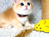 A Kalite Bri̇ti̇sh Shorthai̇r Golden  Yavrular