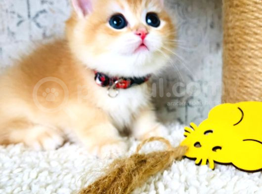 A Kalite Bri̇ti̇sh Shorthai̇r Golden  Yavrular görsel
