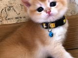 A Kalite Bri̇ti̇sh Shorthai̇r Golden  Yavrular