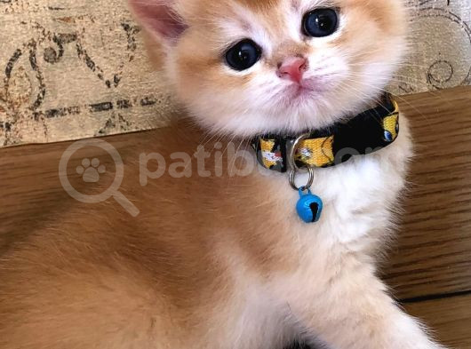 A Kalite Bri̇ti̇sh Shorthai̇r Golden  Yavrular görsel