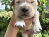 Baby Face Golden Yavru