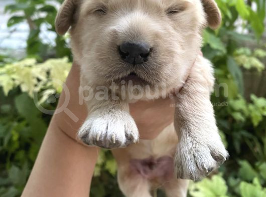 Baby Face Golden Yavru