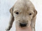 Baby Face Golden Yavru