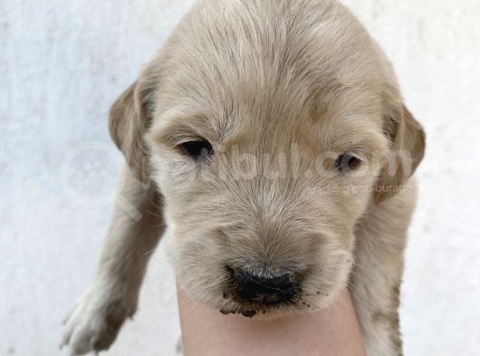 Baby Face Golden Yavru görsel