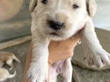 Baby Face Golden Yavru