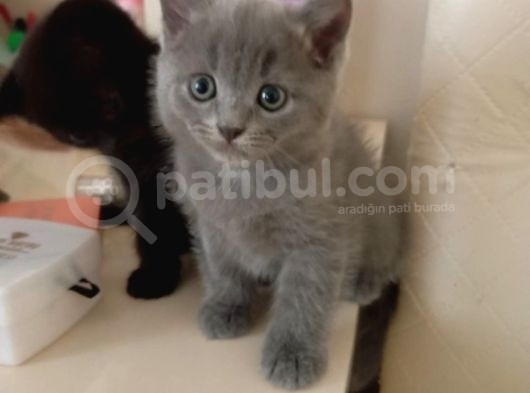 2 Aylık British Yavrular