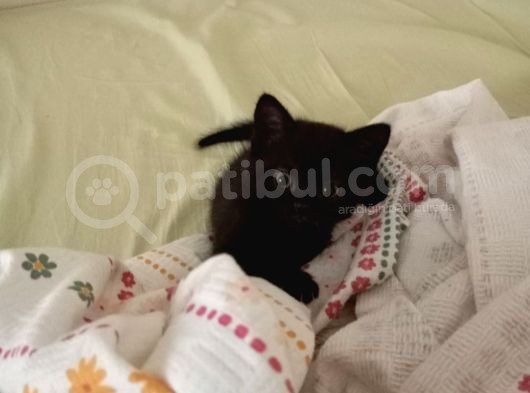 2 Aylık British Yavrular görsel