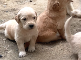 Baby Face Golden Yavru