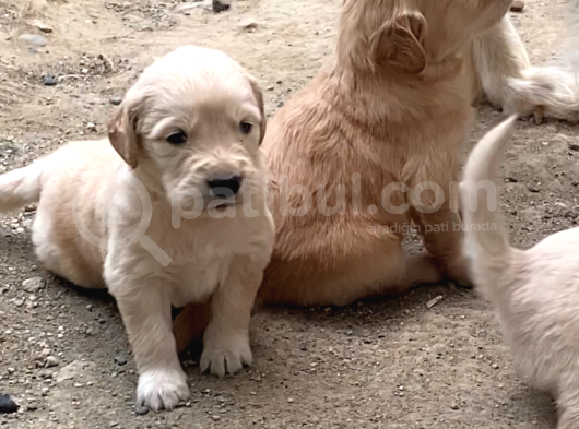 Baby Face Golden Yavru görsel