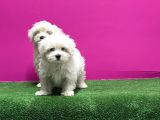 Maltese Terri̇er Yavrusu