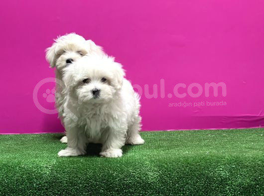 Maltese Terri̇er Yavrusu görsel