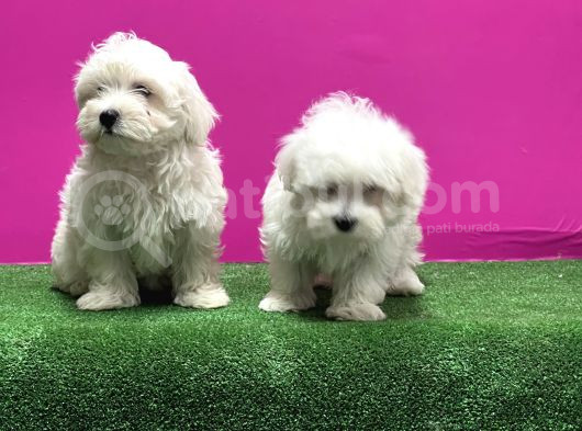 Maltese Terri̇er Yavrusu görsel