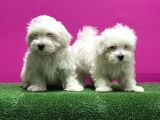 Maltese Terri̇er Yavrusu
