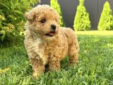 Ev Üreti̇mi̇nden Toy Poodle Yavrular