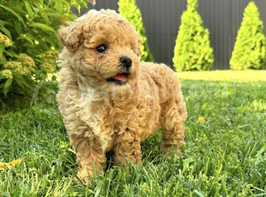 Ev Üreti̇mi̇nden Toy Poodle Yavrular görsel