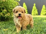 EV ÜRETİMİNDEN TOY POODLE YAVRULAR