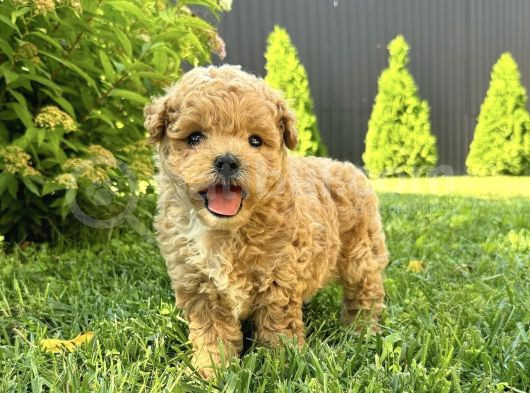 Ev Üreti̇mi̇nden Toy Poodle Yavrular