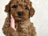 SAFKAN BİBLO YÜZLÜ TOY POODLE