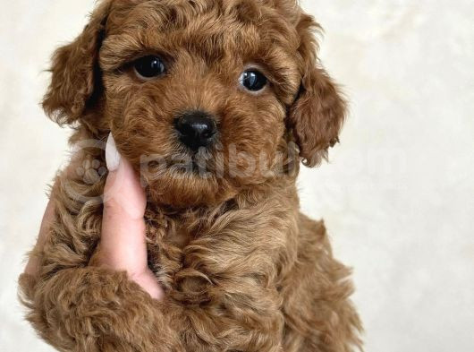 Safkan Bi̇blo Yüzlü Toy Poodle