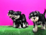 Schnauzer Yavru