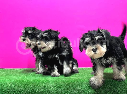 Schnauzer Yavru görsel