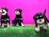 Schnauzer Yavru