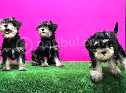 Schnauzer Yavru görsel