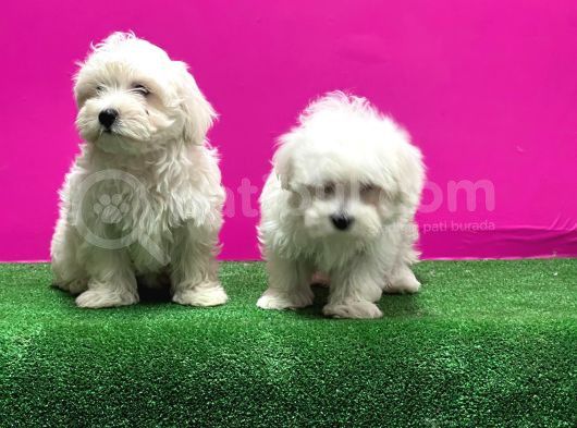 Maltese Terri̇er Yavrusu görsel